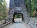 Northern California - Prowlin' the Redwood Empire